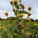 Девясил кистевидный семена, Inula racemosa seeds 5