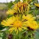 Девясил кистевидный семена, Inula racemosa seeds 1