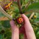 Девясил кистевидный семена, Inula racemosa seeds 3