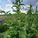 Девясил кистевидный семена, Inula racemosa seeds 6