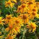 Гелениум хупа семена, Helenium hoopesii seeds 1