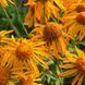 Гелениум хупа семена, Helenium hoopesii seeds 6