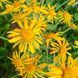 Гелениум хупа семена, Helenium hoopesii seeds 5