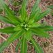 Гелениум хупа семена, Helenium hoopesii seeds 3