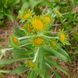 Гелениум хупа семена, Helenium hoopesii seeds 4