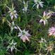 Монарда плямиста рослина, Monarda punctata 4