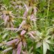 Монарда плямиста рослина, Monarda punctata 1