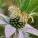 Монарда плямиста рослина, Monarda punctata 2
