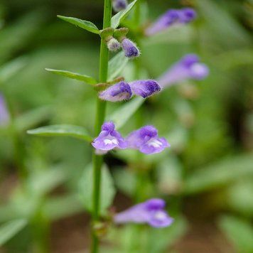 Шлемник бородатый растение, Scutellaria barbata
