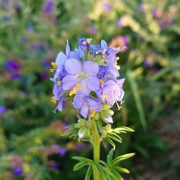 Синюха голубая семена, Polemonium caeruleum seeds
