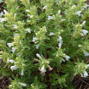 Змееголовник ренати семена, Dracocephalum renati seeds