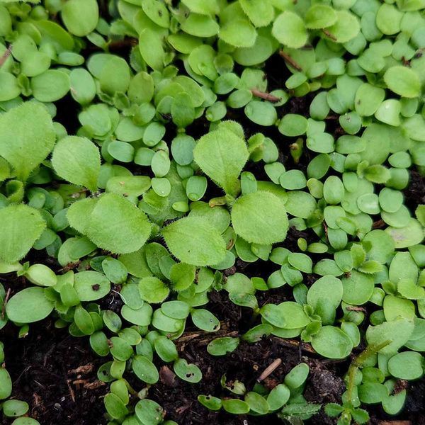 Карпезиум крупноголовый растение, Carpesium macrocephalum
