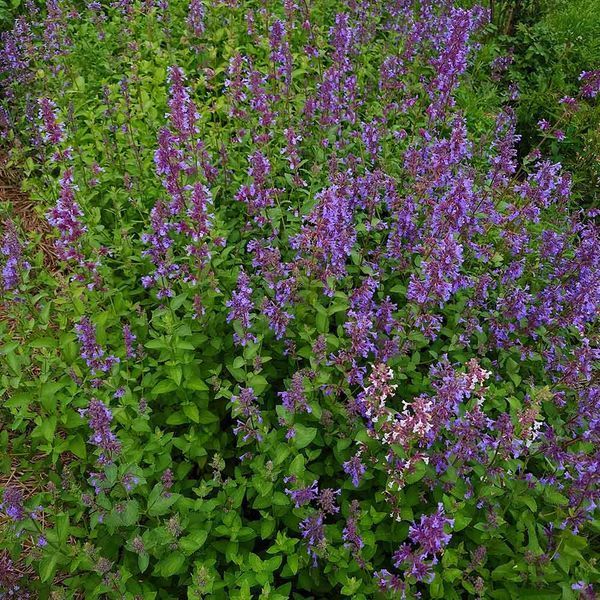 Котовник парнасский семена, Nepeta parnassica seeds