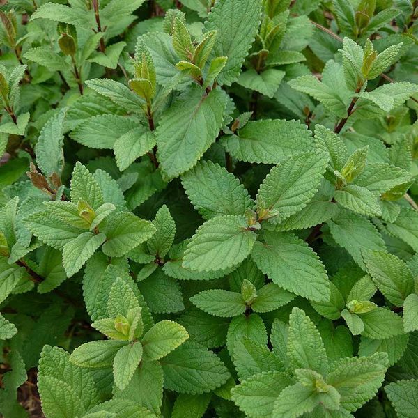Котовник парнасский семена, Nepeta parnassica seeds