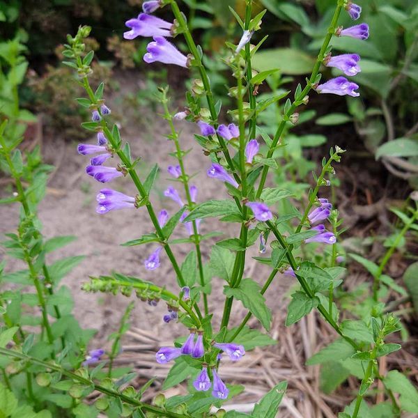 Шоломниця бородата рослина, Scutellaria barbata