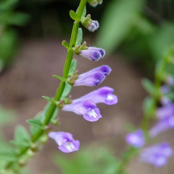 Шоломниця бородата рослина, Scutellaria barbata