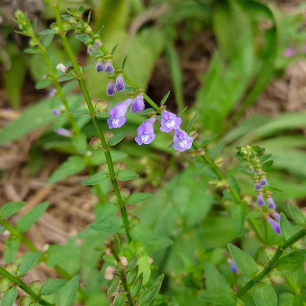 Шоломниця бородата рослина, Scutellaria barbata