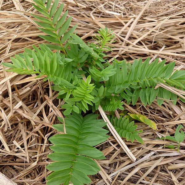 Синюха блакитна насіння, Polemonium caeruleum seeds