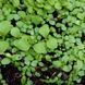 Карпезиум крупноголовый растение, Carpesium macrocephalum 3