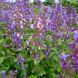 Котовник парнасский семена, Nepeta parnassica seeds 2