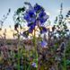 Синюха блакитна насіння, Polemonium caeruleum seeds 2
