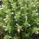 Змееголовник ренати семена, Dracocephalum renati seeds 1