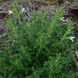 Змееголовник ренати семена, Dracocephalum renati seeds 2