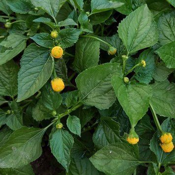 Акмелла огородная семена, Acmella oleracea f. viridis seeds