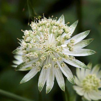 Астранция крупная семена, Astrantia major seeds