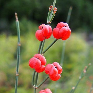 Ефедра звичайна рослина, Ephedra distachya