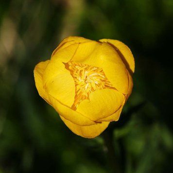 Купальниця європейська насіння, Trollius europaeus seeds