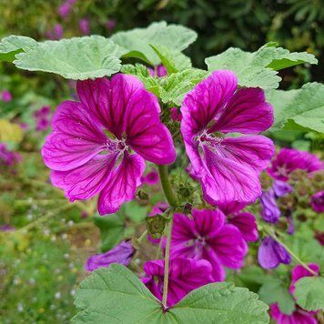 Мальва лесная мавританская семена, Malva sylvestris var. mauritiana seeds