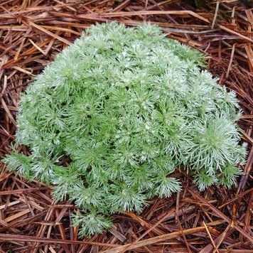 Полынь шмидта Нана растение, Artemisia schmidtiana 'Nana'