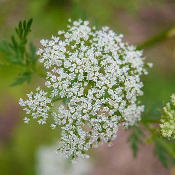 Жгун-корень Монье семена, Cnidium monnieri seeds