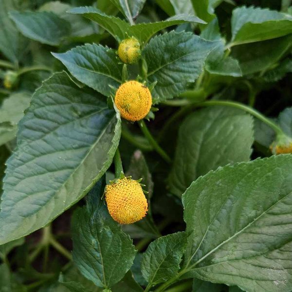 Акмелла огородная семена, Acmella oleracea f. viridis seeds
