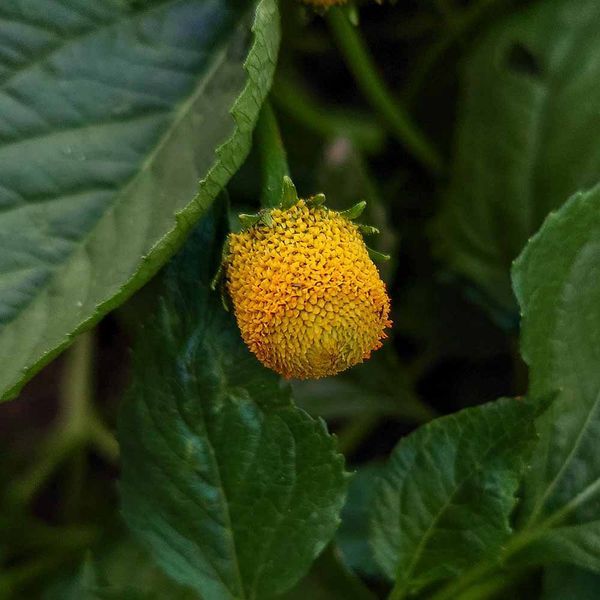 Акмелла огородная семена, Acmella oleracea f. viridis seeds