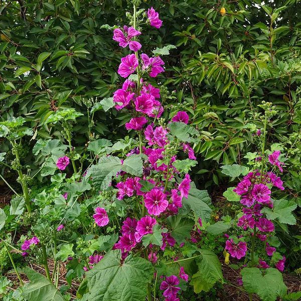 Мальва лесная мавританская семена, Malva sylvestris var. mauritiana seeds