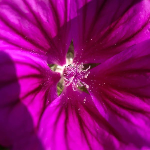 Мальва лесная мавританская семена, Malva sylvestris var. mauritiana seeds
