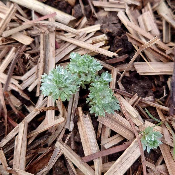 Полынь шмидта Нана растение, Artemisia schmidtiana 'Nana'