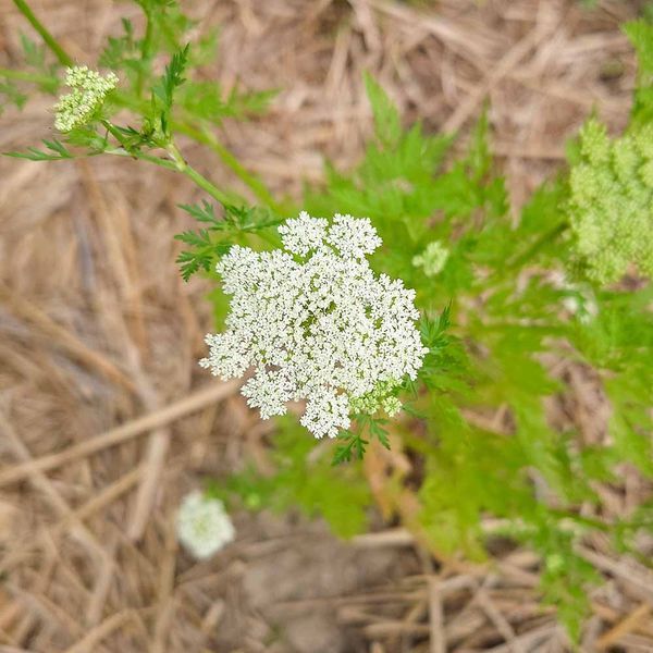 Жгун-корень Монье семена, Cnidium monnieri seeds