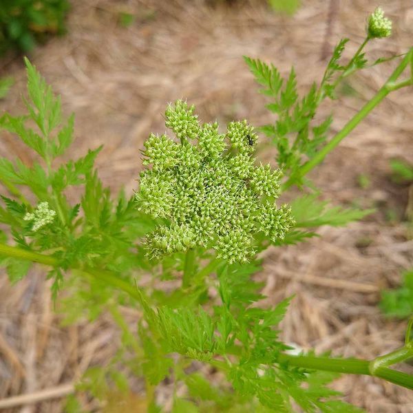 Жгун-корень Монье семена, Cnidium monnieri seeds