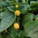 Акмелла огородная семена, Acmella oleracea f. viridis seeds 2