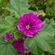 Мальва лесная мавританская семена, Malva sylvestris var. mauritiana seeds 3