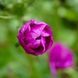 Мальва лесная мавританская семена, Malva sylvestris var. mauritiana seeds 5