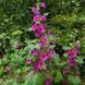 Мальва лесная мавританская семена, Malva sylvestris var. mauritiana seeds 2