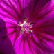 Мальва лесная мавританская семена, Malva sylvestris var. mauritiana seeds 4
