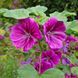 Мальва лесная мавританская семена, Malva sylvestris var. mauritiana seeds 1