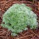 Полынь шмидта Нана растение, Artemisia schmidtiana 'Nana' 1