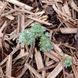 Полынь шмидта Нана растение, Artemisia schmidtiana 'Nana' 2