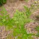 Жгун-корень Монье семена, Cnidium monnieri seeds 3